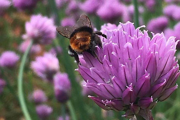 Spying on nature – what’s living in and around the Tapijn garden?