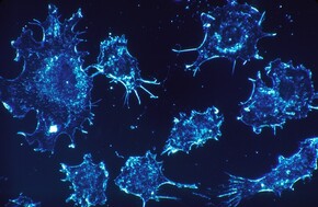 Creating the Google Maps of tissue
