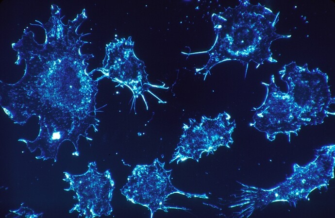 Creating the Google Maps of tissue