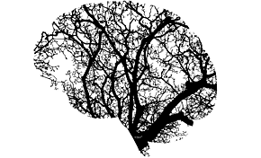 What influence can brain damage have on cognitive functions?