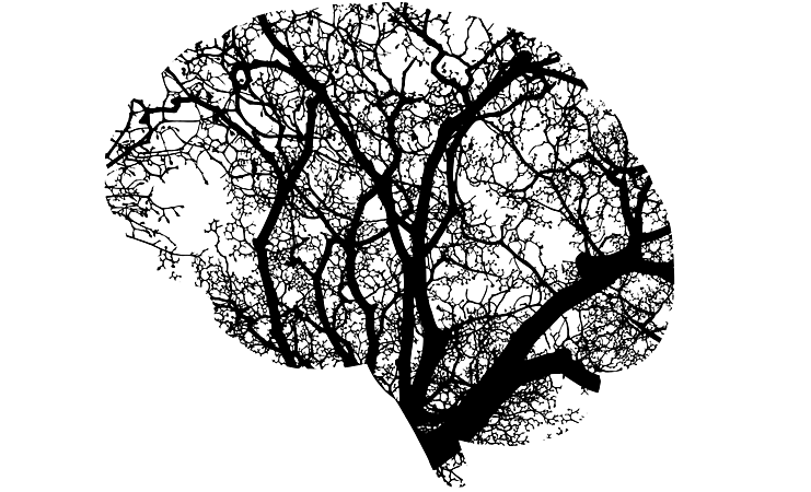 What influence can brain damage have on cognitive functions?