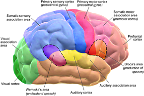  How do we measure cognitive functions in people with brain damage?
